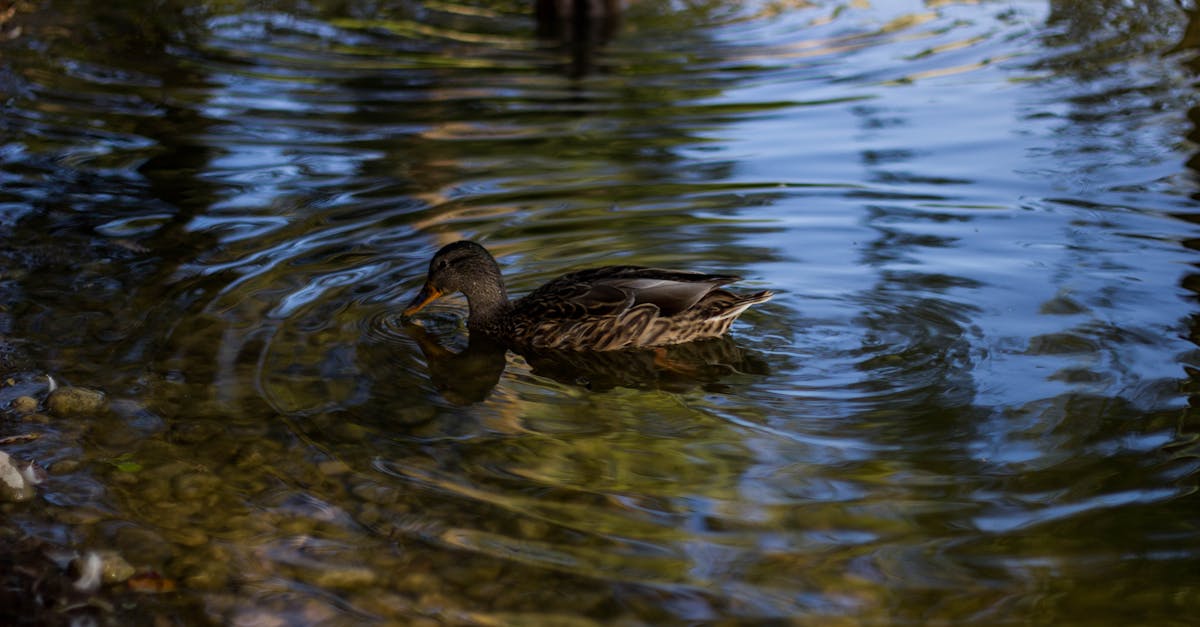 Zwei Braune Enten Im Gewässer · Kostenloses Stock Foto