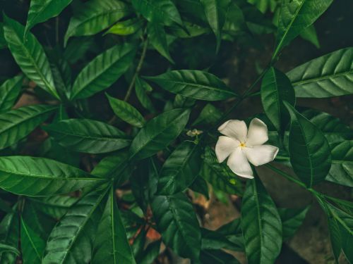 Free A white flower in full bloom surrounded by vibrant green leaves, capturing natural beauty. Stock Photo