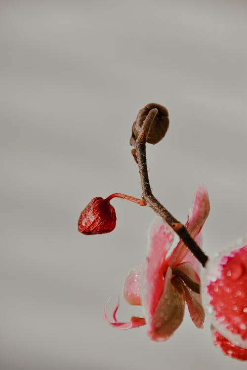 Wet Buds and Pink Flowers in Close-up Photography