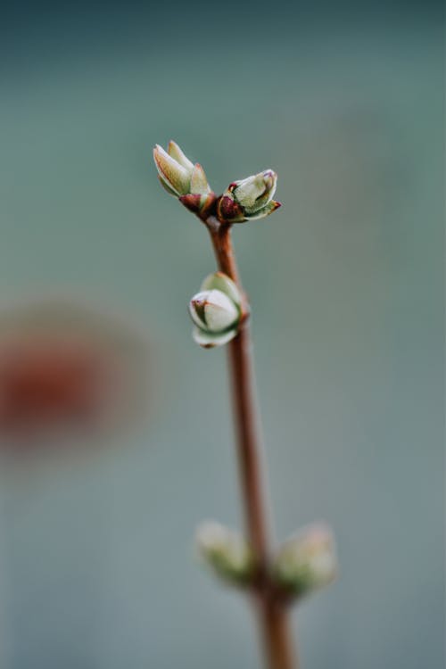 Close-up Photo of Plant Buds