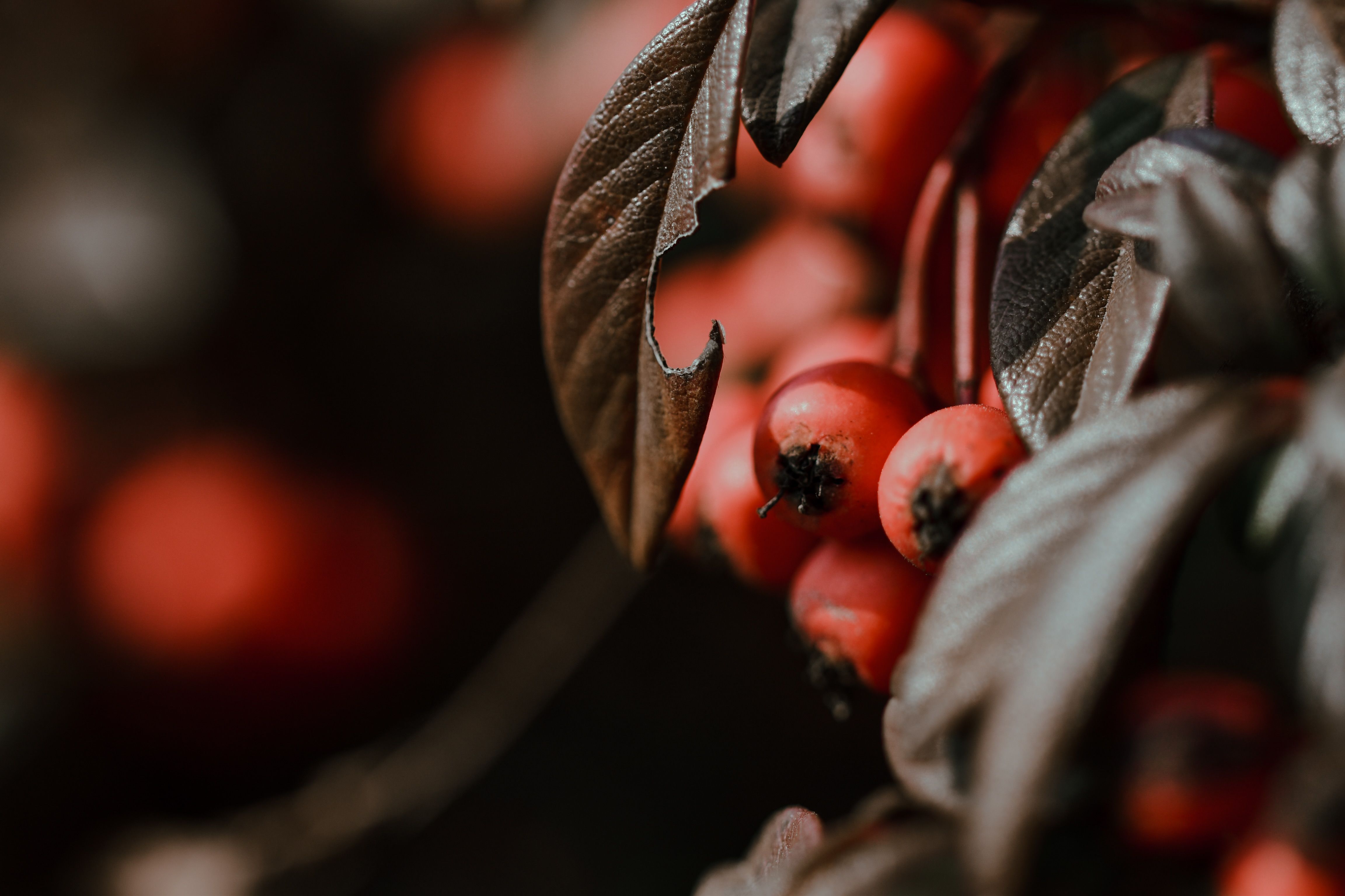 Fruits abîmés : jusqu'où peut-on les manger ? - Réduire le gaspillage avec les fruits trop mûrs