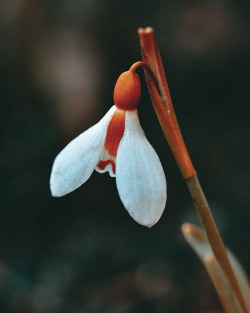 Free White and Red Flower Bud Stock Photo