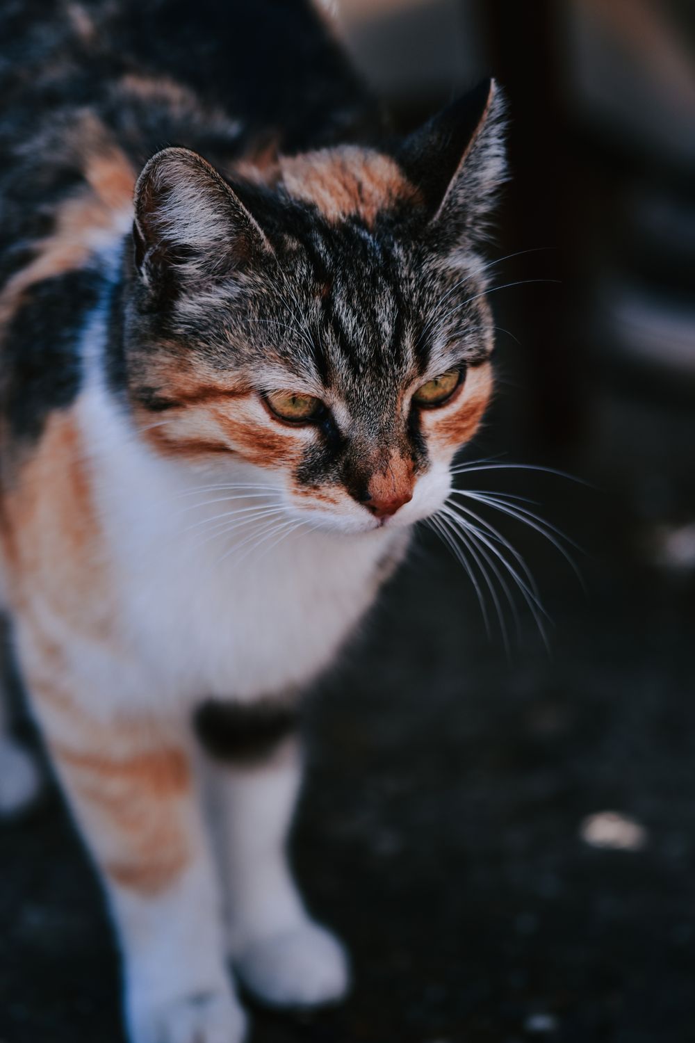 A High Angle Shot of a Cat · Free Stock Photo
