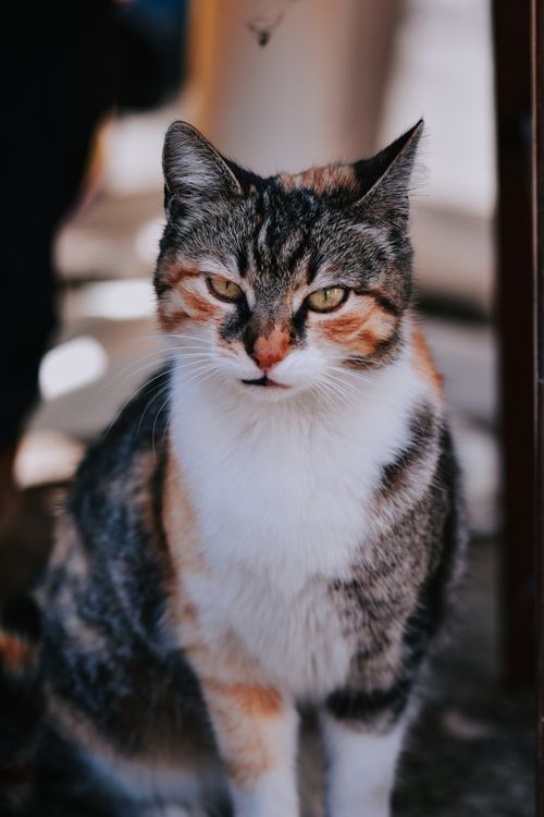 Free Captivating close-up of a domestic cat with calico fur in a relaxed setting. Stock Photo