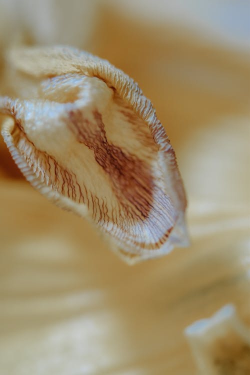 Withering Petal in Close-up Photography