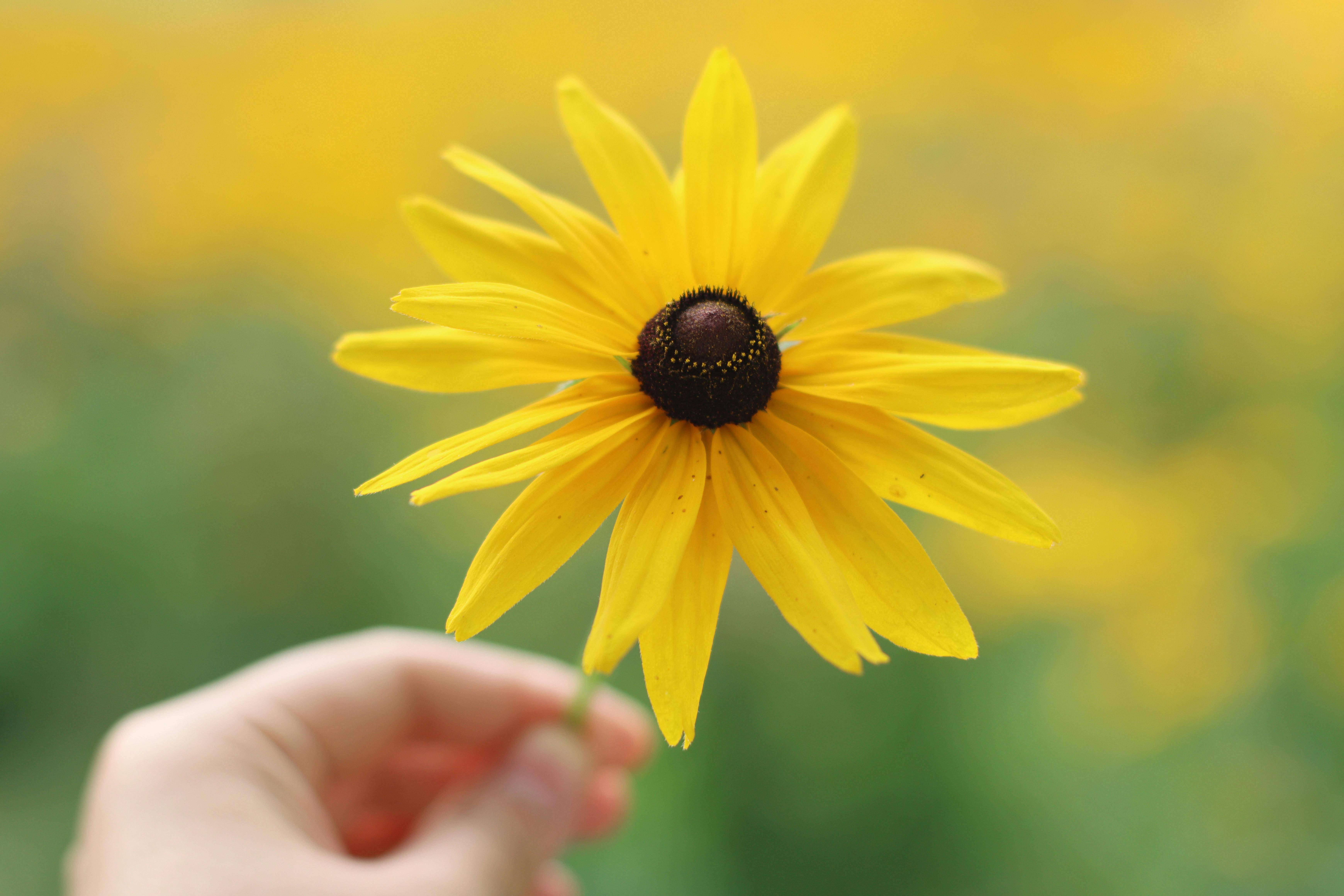 person-holding-a-yellow-flower-free-stock-photo