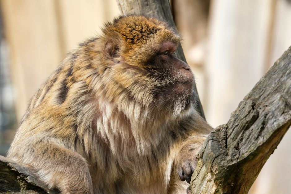 A detailed close-up of a Barbary macaque resting on a tree branch in its natural habitat.