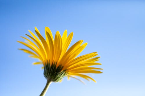 Yellow Flower Under Blue Sky