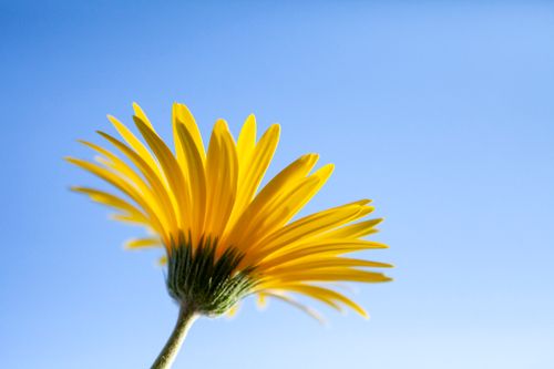 Free Close-up of a bright yellow daisy bloom with a clear blue sky backdrop, capturing vivid colors. Stock Photo