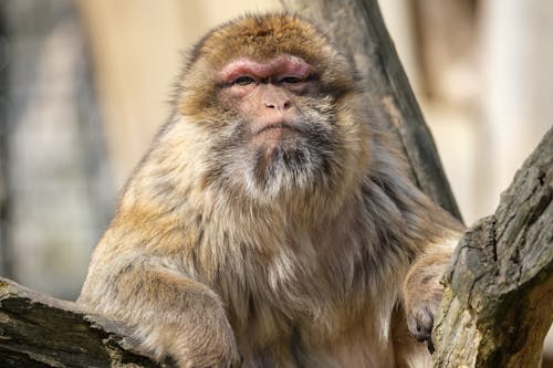 Free Photo of a Brown Monkey  Stock Photo