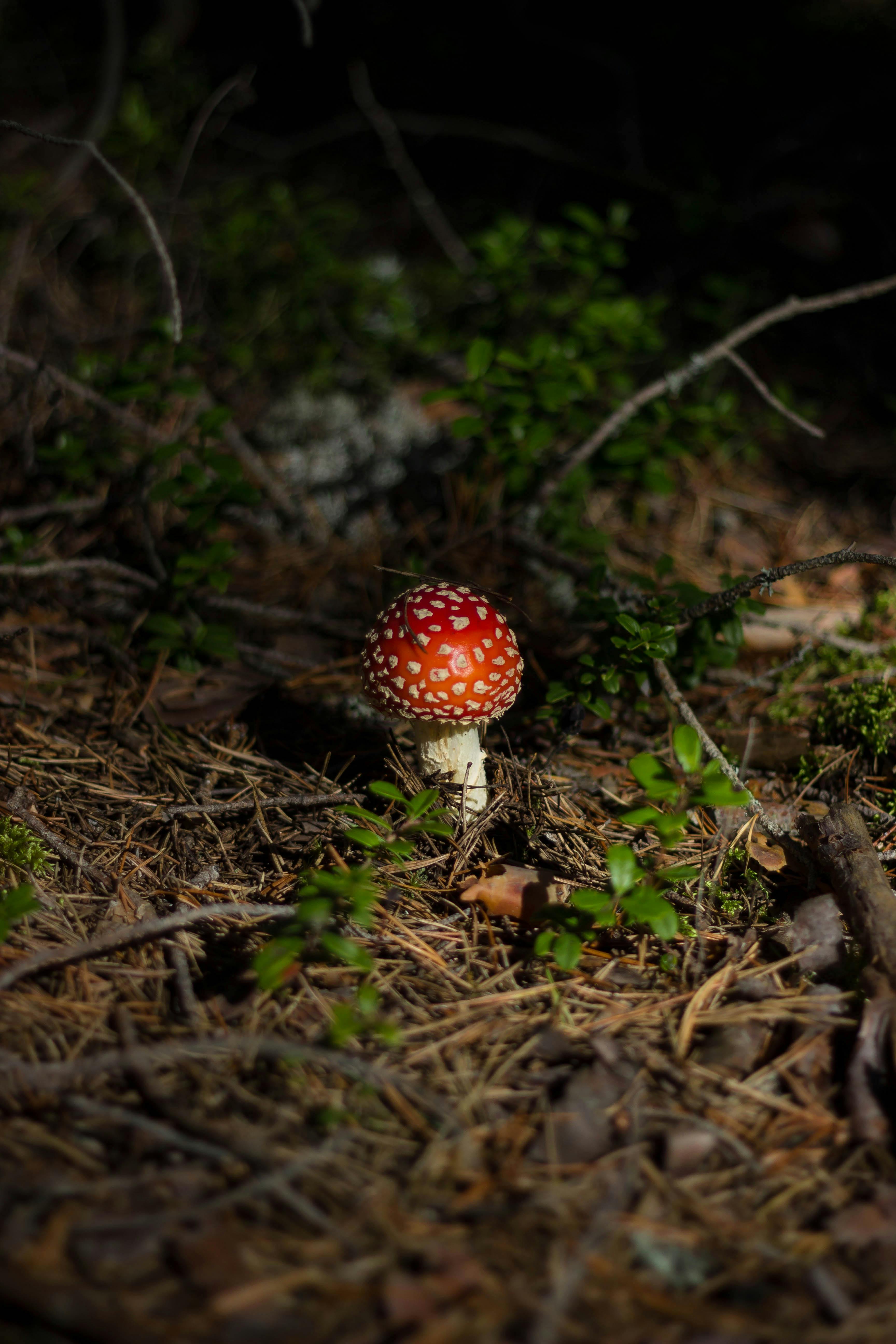 white and red mushroom on brown floor