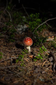 天然森林栖息地中色彩缤纷的鹅膏蘑菇的详细视图