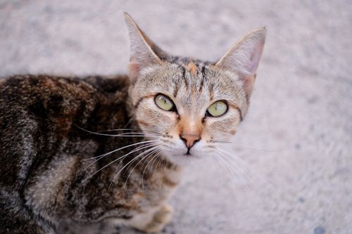 Free Cute domestic short-haired cat with striking eyes in close-up view. Perfect for pet enthusiasts. Stock Photo