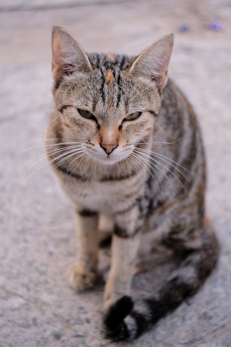 Fluffy Cat Sitting On Street