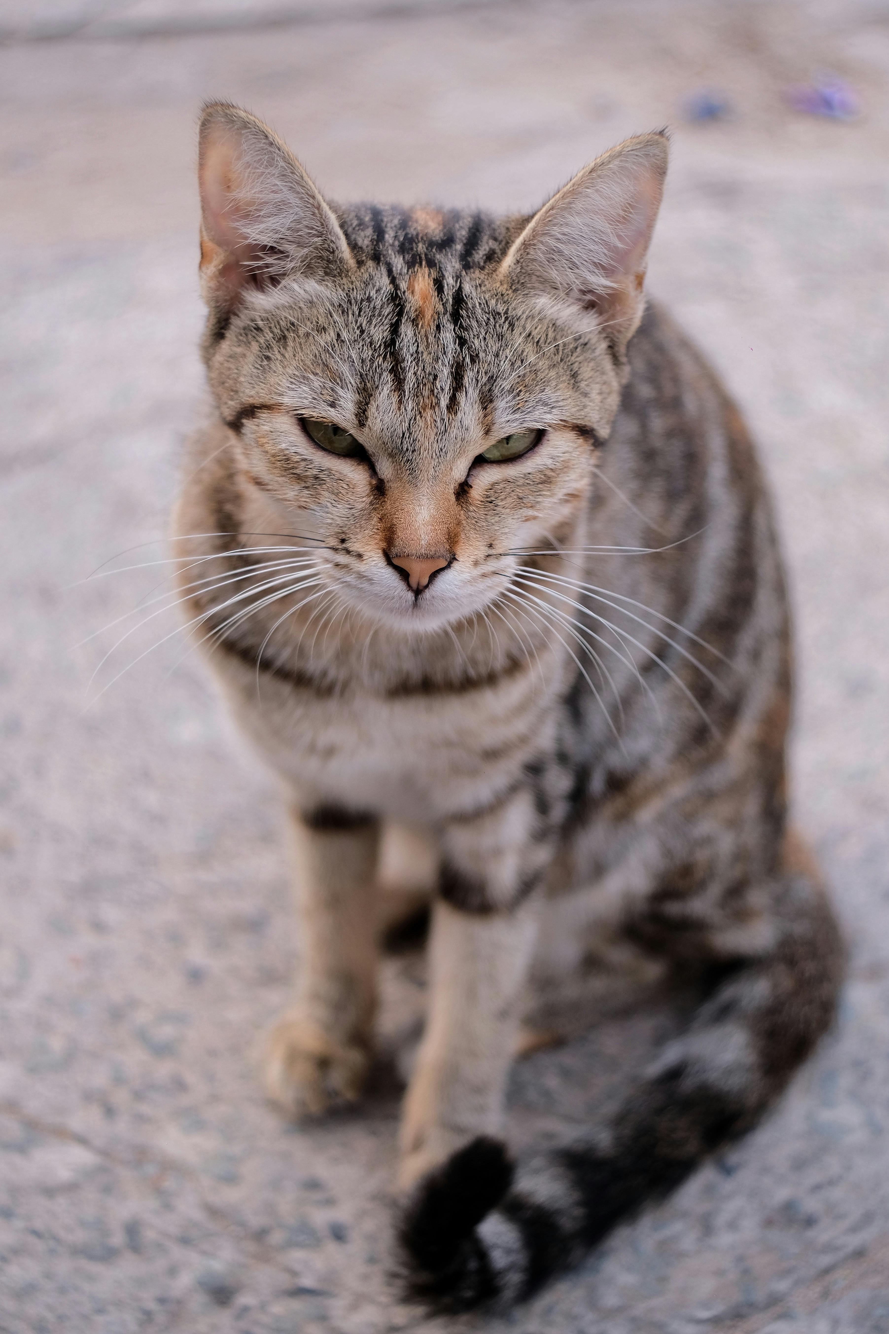 Portrait of Funny Fluffy Cat · Free Stock Photo