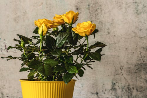 Yellow Roses on a Pot