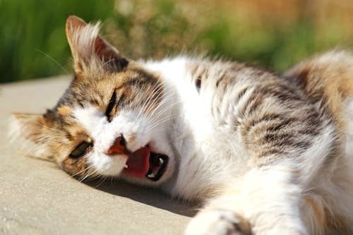 Kostenloses Stock Foto zu gähnen, katze, katzen