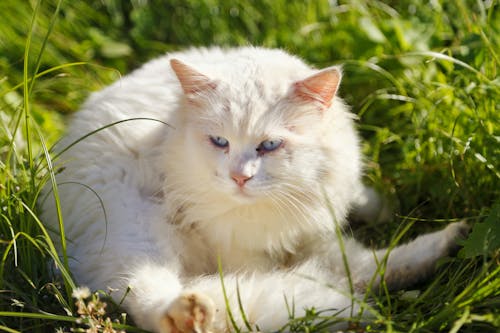 Kostenloses Stock Foto zu blauäugige katze, blaue augen, katze