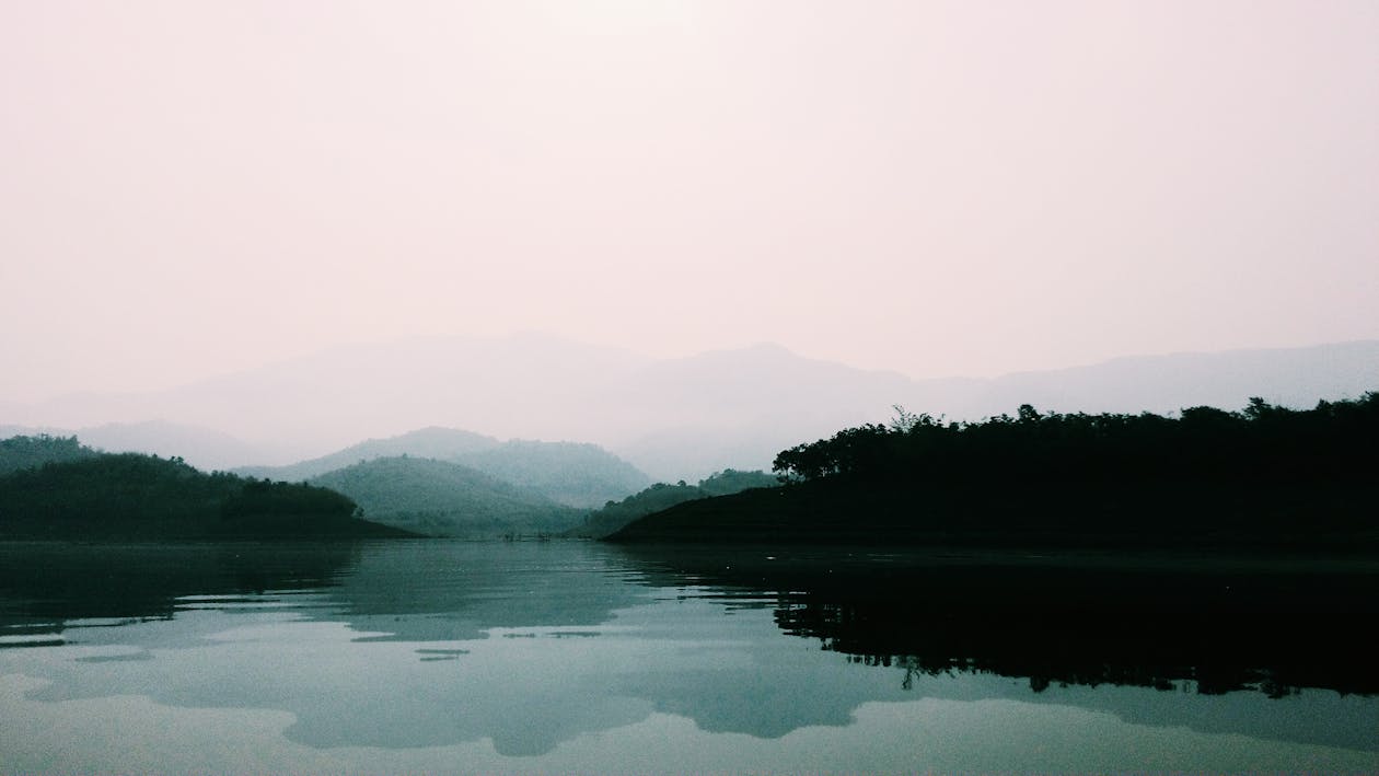 Green Forest Near Body of Water