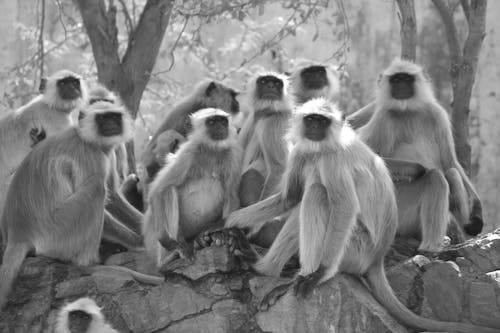 坐在樹旁的灰色葉猴的灰度照片