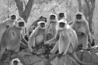 一张黑白图像中，一群灰色叶猴正栖息在岩石上