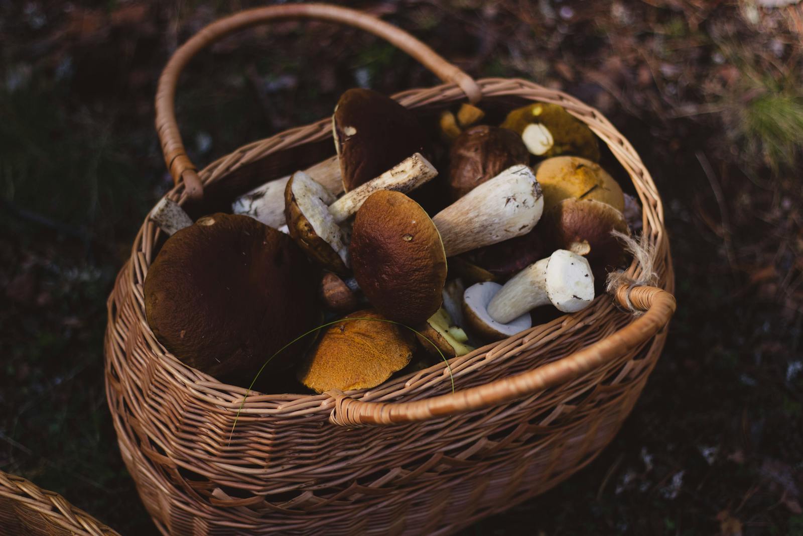 mushroom hand basket