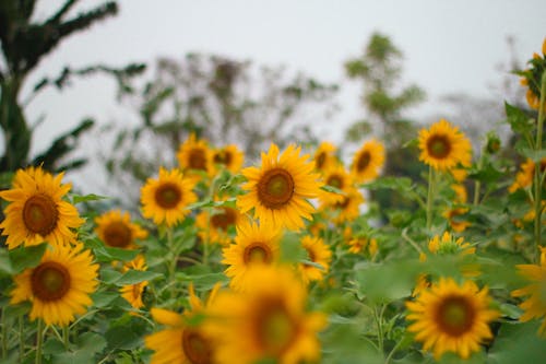 Shallow Focus of Sunflower Field