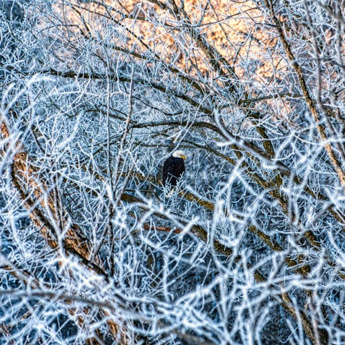 Black Bird on Brown Leafless Tree