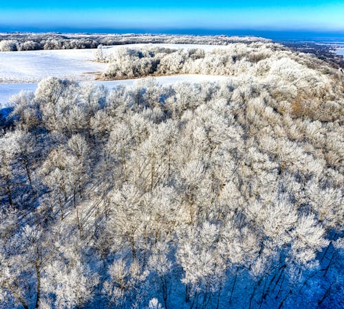 Kostenloses Stock Foto zu bäume, drohne erschossen, luftaufnahmen