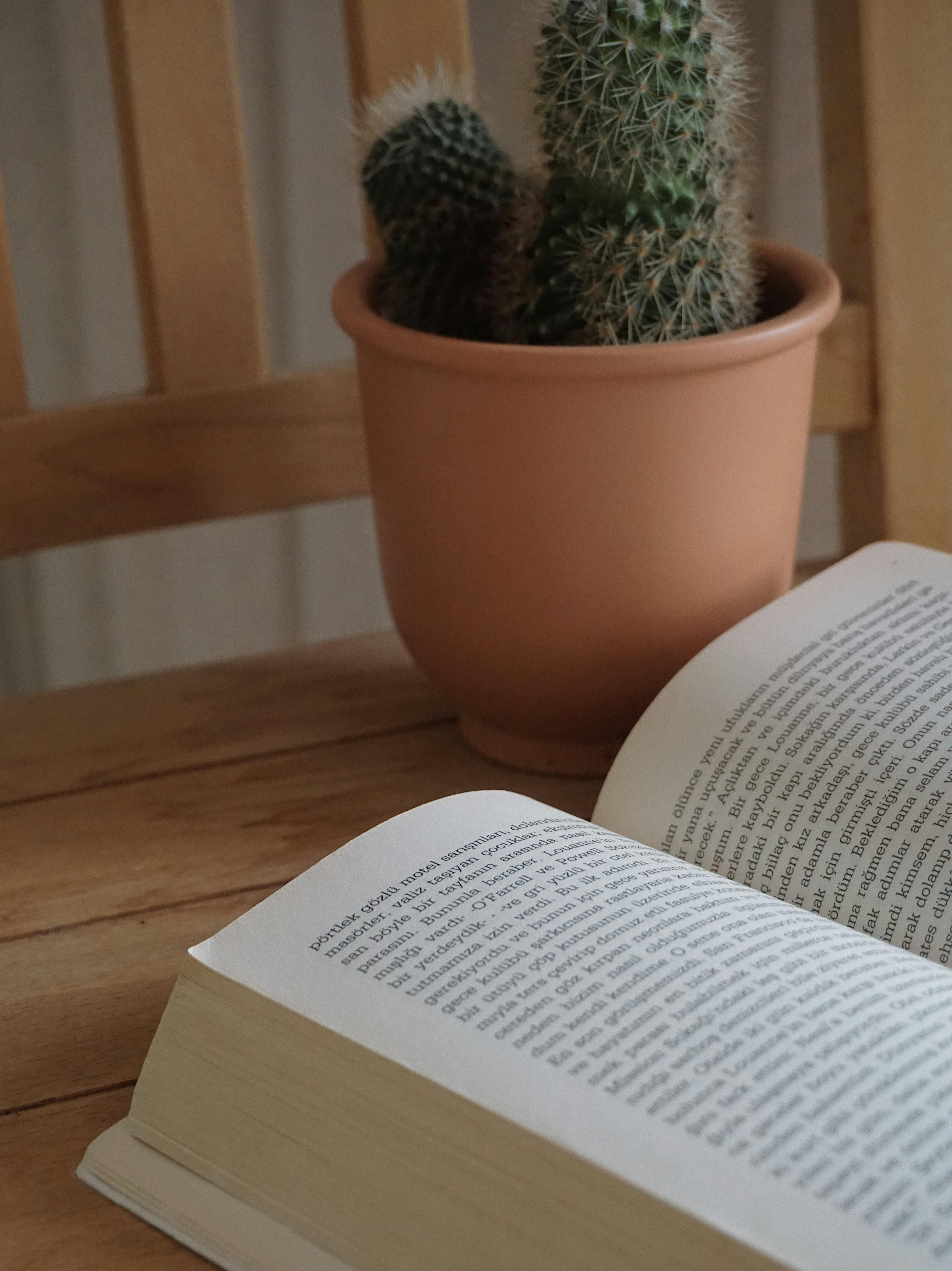 A relaxing still life of an open book with a potted cactus on a wooden table.