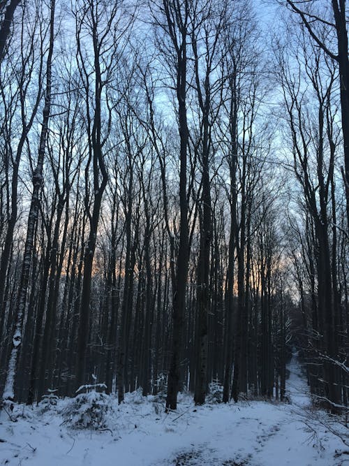 Ingyenes stockfotó erdő, hideg, naplemente témában