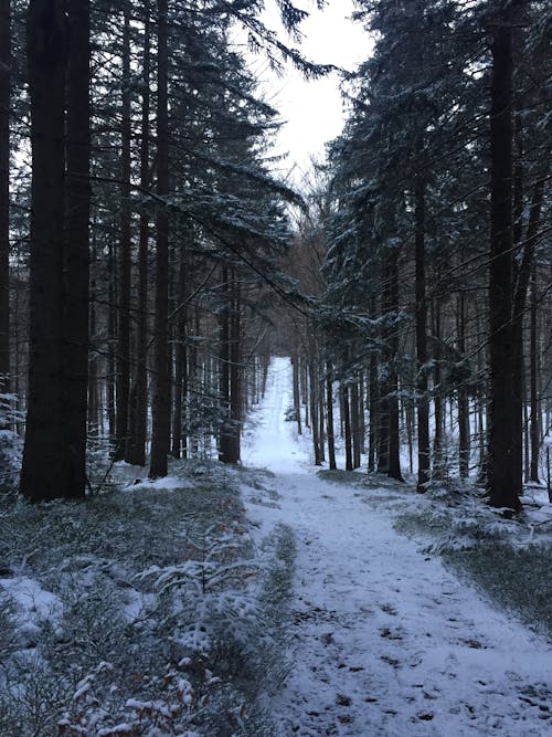 Ingyenes stockfotó fa, fagy, hideg témában