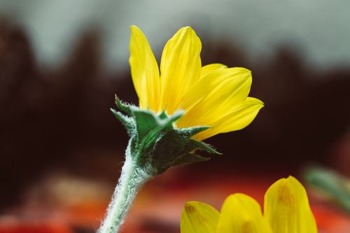 Free Detailed close-up of a yellow flower blossom showcasing its petals and foliage. Stock Photo