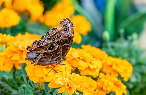 Brown Butterfly on Yellow Flower