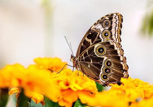 Butterfly on Yellow Flower