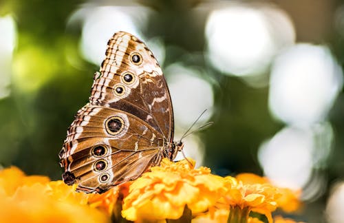 A Close-up Shot of a Butterfly on a Yellow Flower