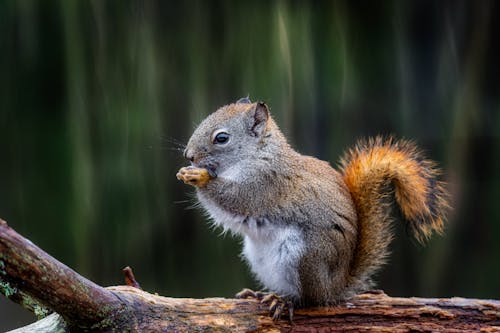Squirrel eating nut on tree twig in daytime
