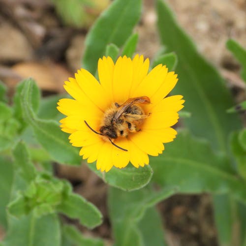 A Close-up Shot of a Bee on a Yellow Flower