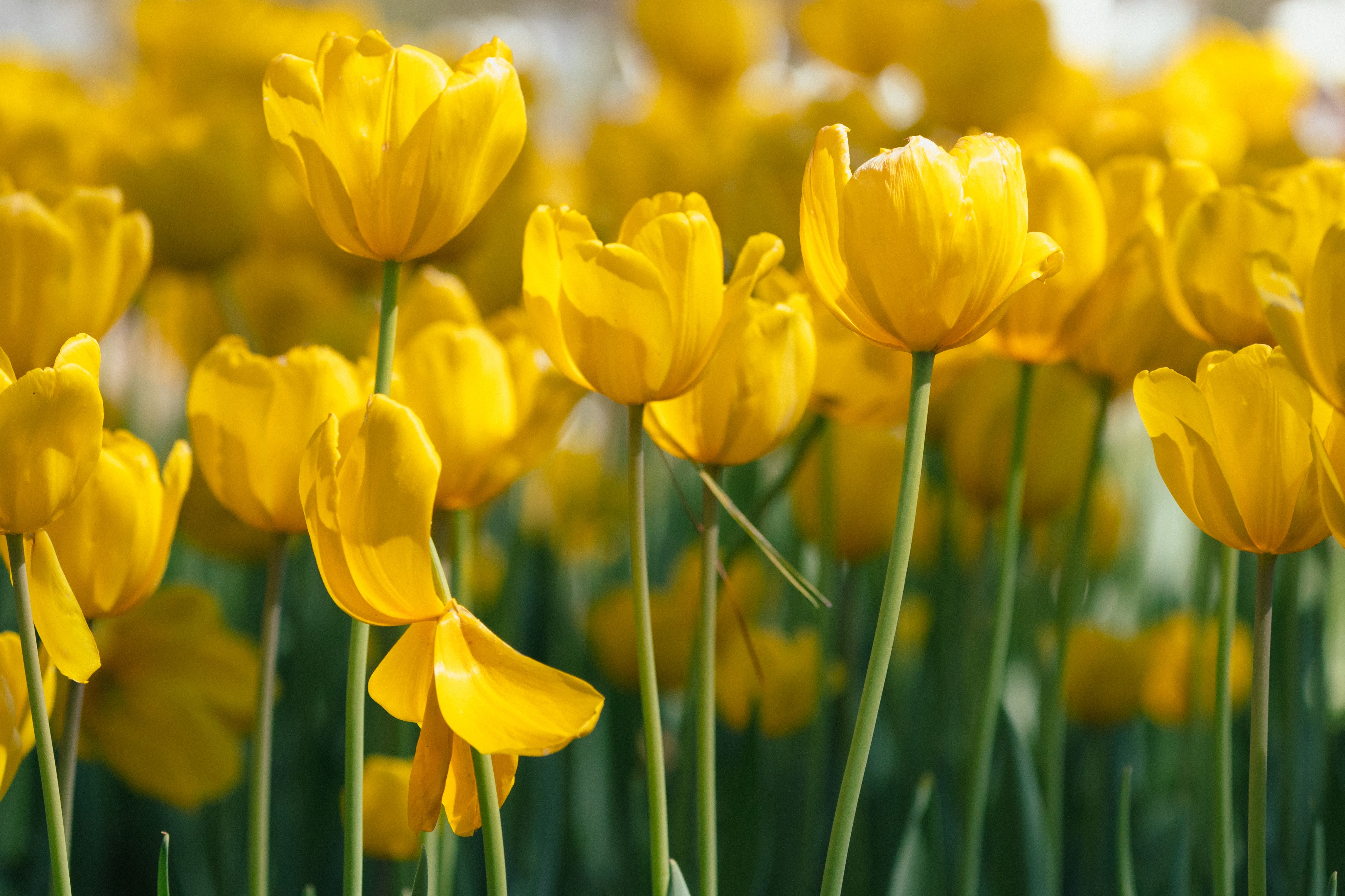 Vibrant yellow tulips blooming in a spring garden in Hot Springs, AR, USA.