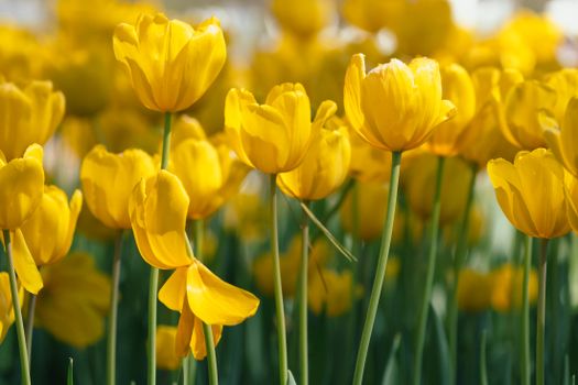 Vibrant yellow tulips blooming in a spring garden in Hot Springs, AR, USA.