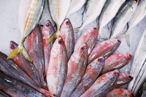 Raw fish selling at local market