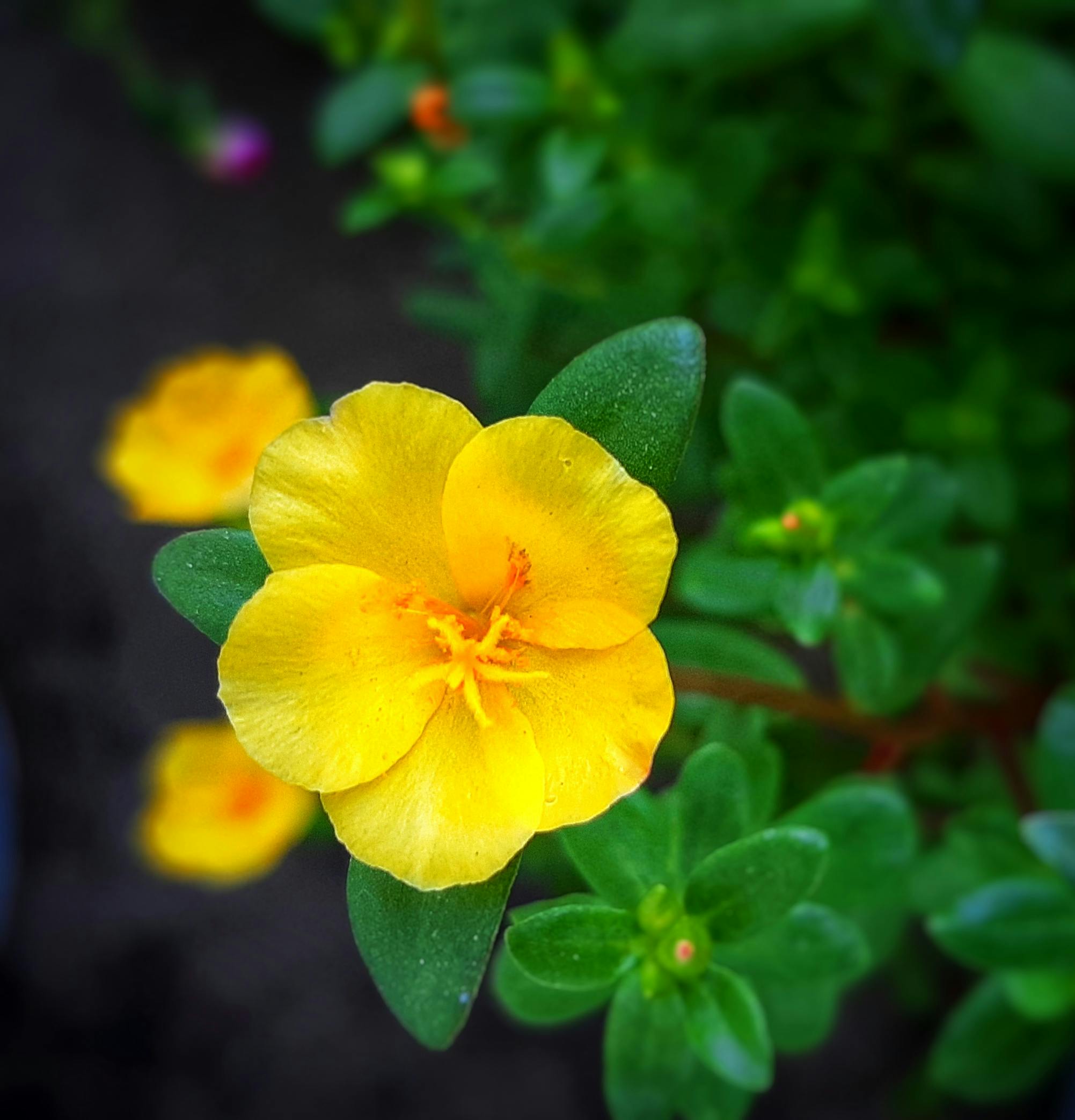 selective focus of a yellow purslane flower