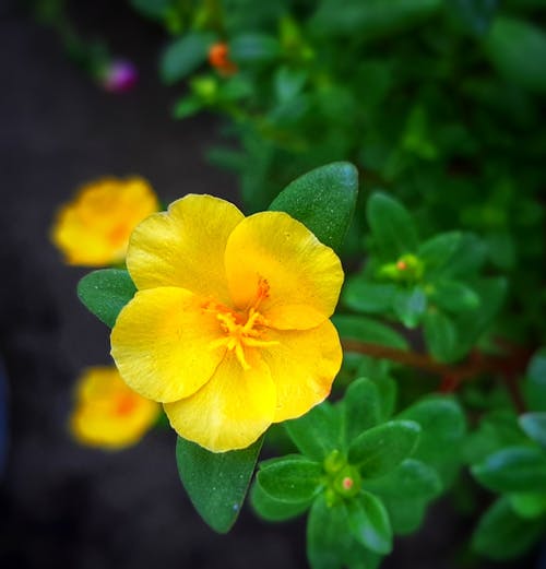 Selective Focus of a Yellow Purslane Flower
