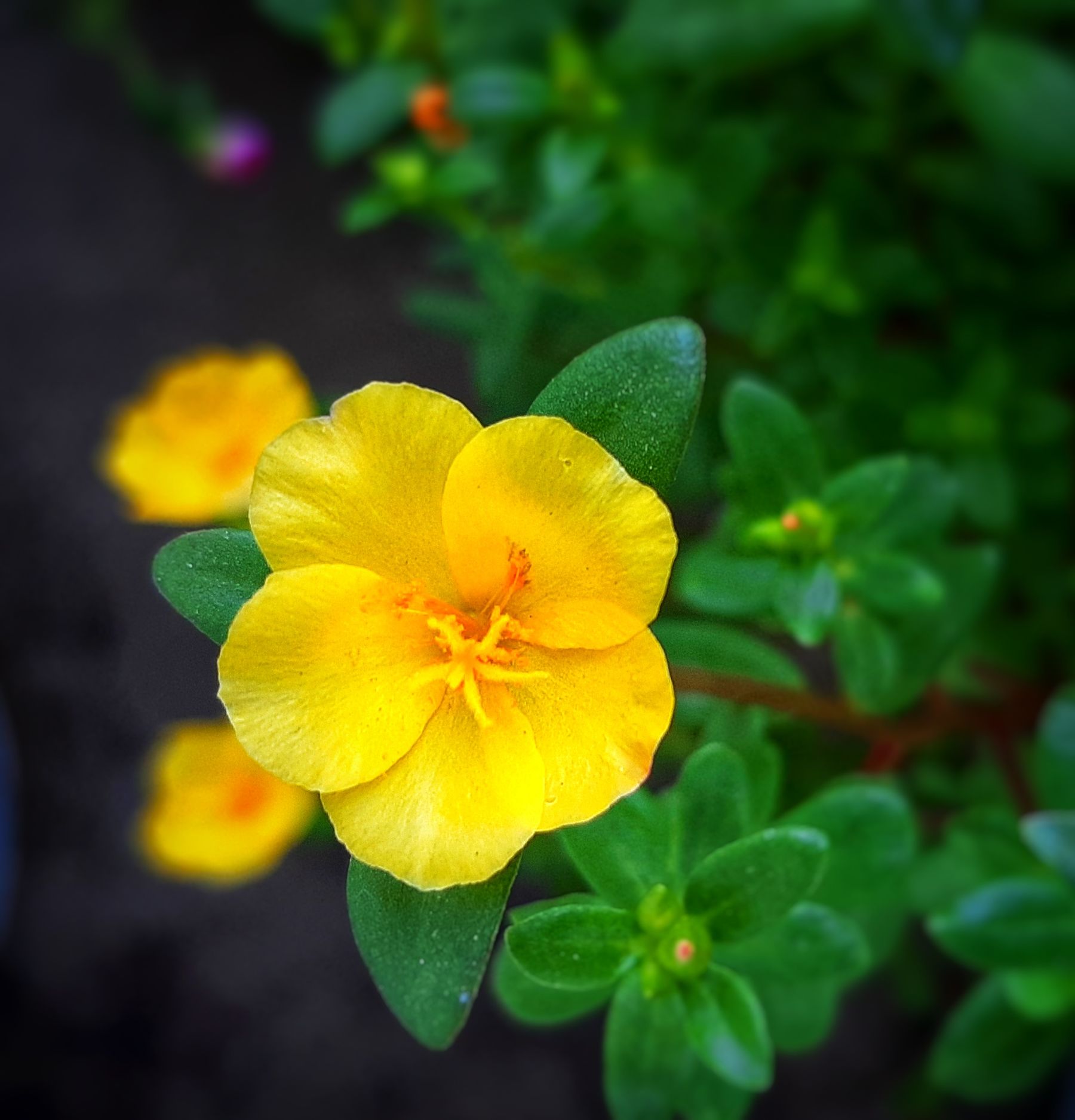 Purslane flower and green leaves