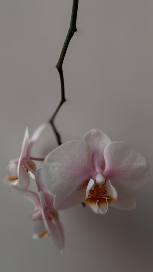 A Close-up Shot of an Orchid in Bloom