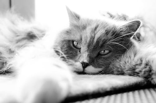 猫躺在床上的灰度照片