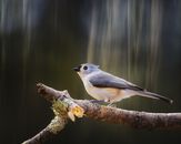Small songbird with gray and white plumage sitting on rough tree twig on sunny day