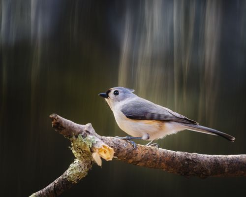 Free Small songbird with gray and white plumage sitting on rough tree twig on sunny day Stock Photo