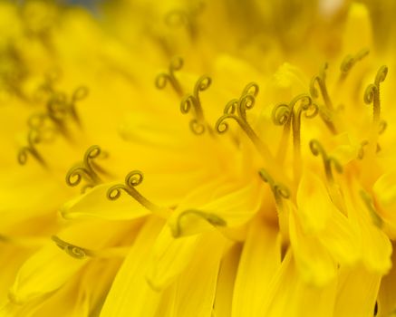 Detailed macro shot of a vibrant yellow dandelion, showcasing the curly stamen and delicate petals.