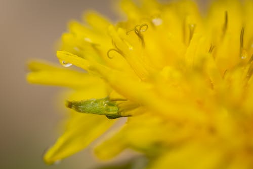 Close Up Photo of a Yellow Flower